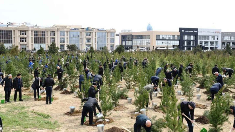 Nərimanovda 1000 ədəd ağac əkilib