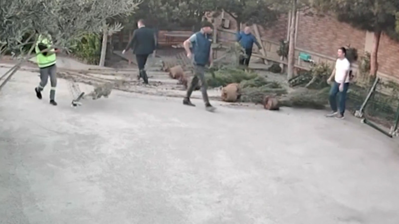 Buzovnada 50-dən çox ağac məhv olunub – VİDEO