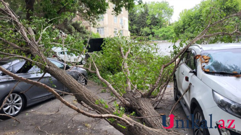 Binəqədi: Cəfər Xəndan küçəsində avtomobillərin üzərinə ağac aşıb