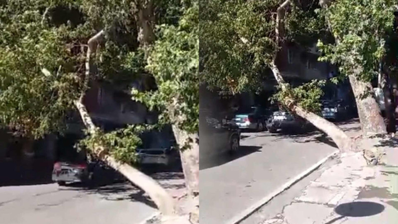 Bakının mərkəzində ağac əyilib – VİDEO