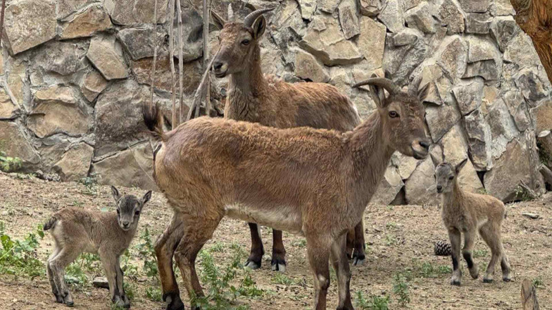 Bakı Zooloji Parkında yeni balalar dünyaya gəlib