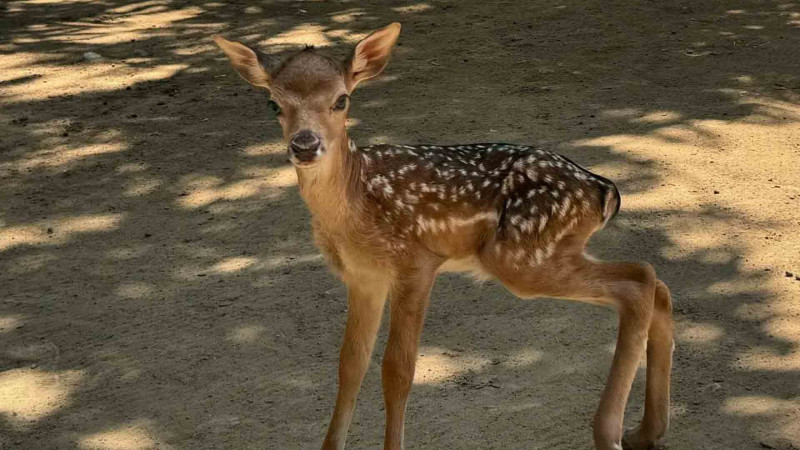 Bakı Zooloji Parkında lan balası dünyaya gəlib