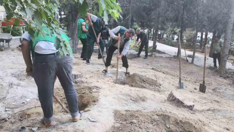 Yasamalda ağaclar budanıb