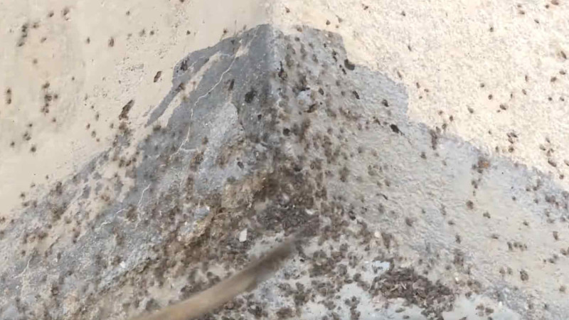 Binə Atçılıqda həşəratların basqını: qapı-pəncərələri açmaq olmur – VİDEO