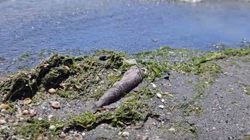 Hövsanda kütləvi şəkildə balıqlar tələf olur – Açıqlama