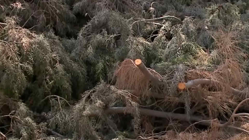 Nizami rayonunda ağacların qurumasının səbəbi nədir? – VİDEO