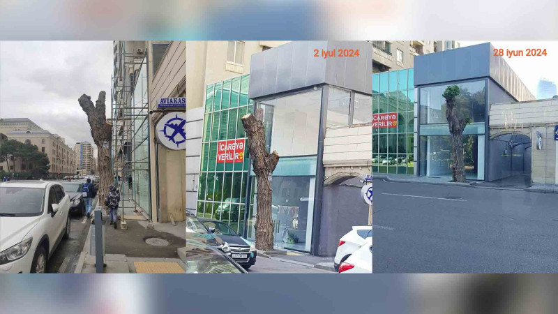 İnsanlardan “əziyyət çəkən” ağac: kəsiləndən sonra pöhrələnsə də, yenə kəsilib