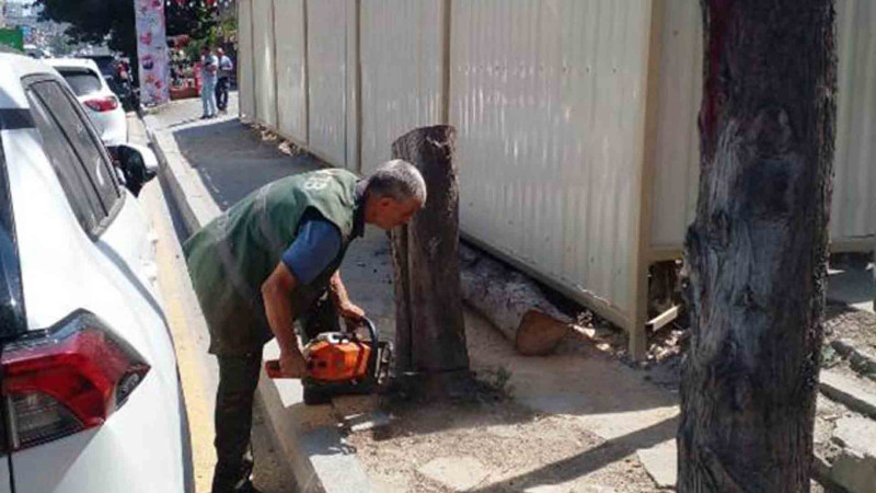 Bakıda ağacların kəsilməsi işləri aparılır