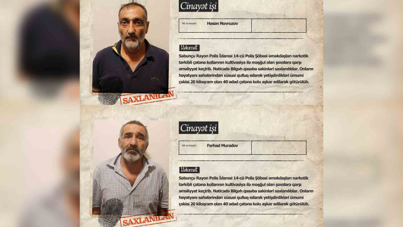 Bilgəhdə çətənə kolu yetişdirən şəxslər tutulublar