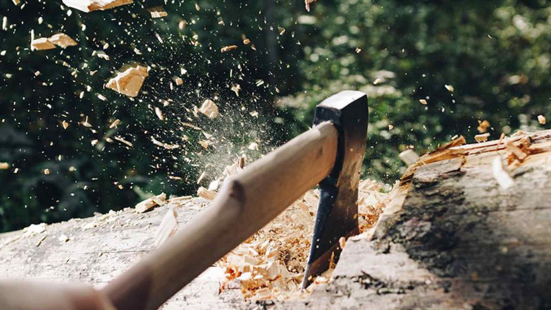 Nəsimidə bir ay ərzində 200-ə yaxın ağac kəsilib