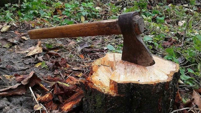 Yasamalda ağaclar kəsilib: MTK cərimələnib