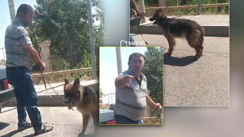 Mehdiabad-Pirşağı yolunda itə işgəncə verən sürücü cəzalandırılıb – VİDEO