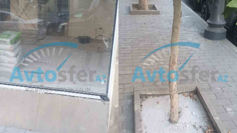 Bakıda obyekt sahibi ağacın dibini betonlayıb, yerə kimyəvi vasitələr töküb