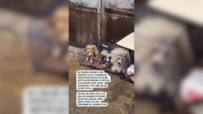 Heyvanlara qarşı vəhşilik: Sabunçu bazarından acınacaqlı kadrlar