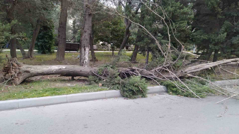 Xaqani bağının yaxınlığında ağac aşıb