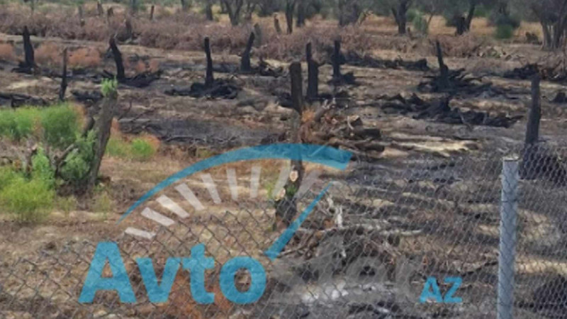 Zığda zeytunluq yandırılaraq məhv edildi