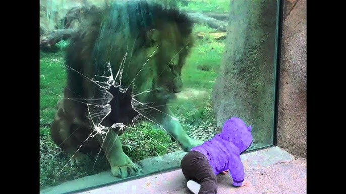 Bakı Zooloji Parkında şir şüşəsini sındırıb: İDDİA