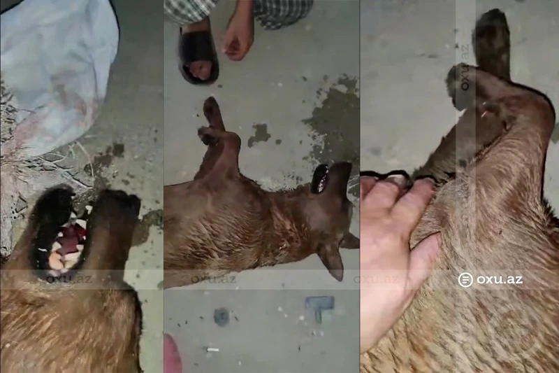 Bakıda itlə rəhmsiz rəftar edən şəxs cəzalandırıldı