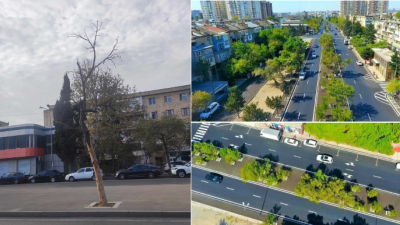 Nərimanovda yaşıllıqları məhv edirlər?