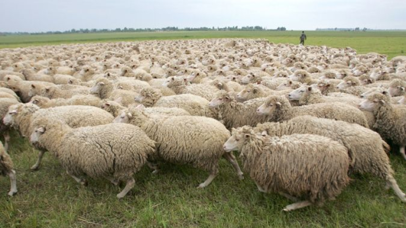 Bakıda 100-dən çox xırdabuynuzlu heyvan oğurlanıb