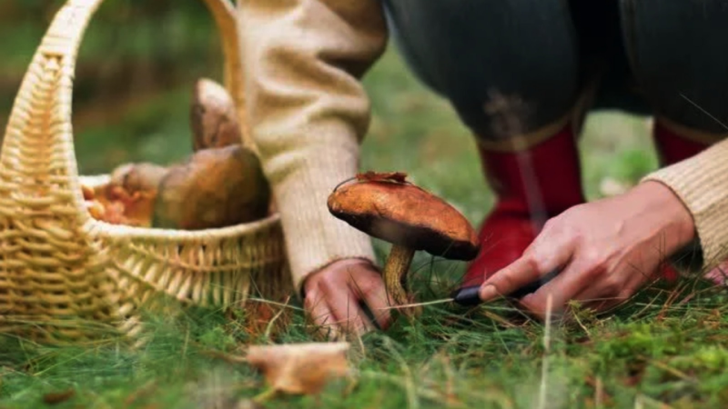 Xaçmaza istirahətə gedən Bakı sakinləri göbələyin qurbanı oldular