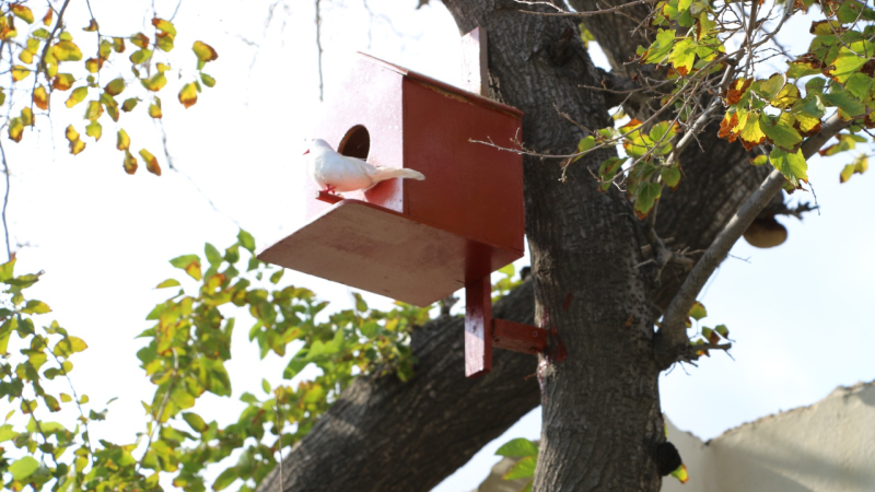 Səbail rayonunda növbəti yaşıl məhəllə sakinlərin istifadəsinə verildi
