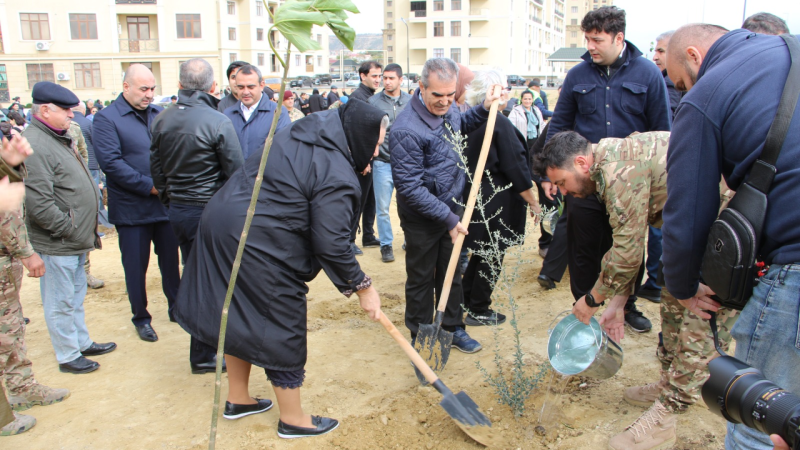 Səbail rayonunda kütləvi ağacəkmə aksiyası - FOTOLAR