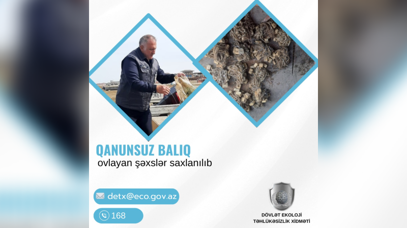 Xəzərdə qanunsuz balıq ovlayanlar cəzalandırılıblar