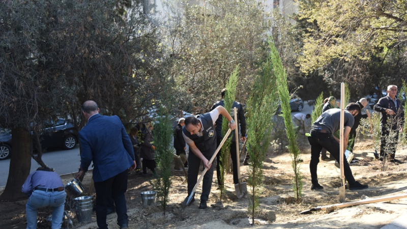 Bakıda ağacəkmə aksiyası baş tutub