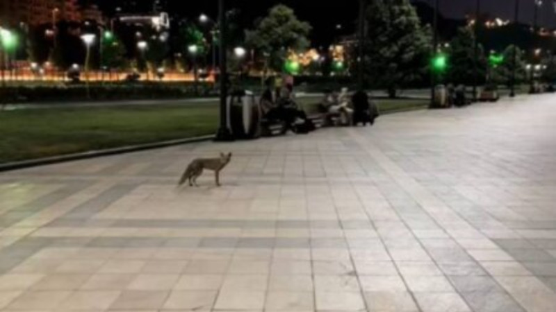 Bakı bulvarında tülkü görüldü – VİDEO