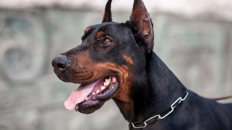 Bakıda it oğrusu tutuldu