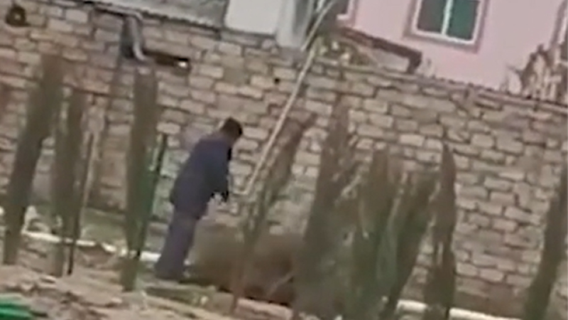 Yeni əkilən ağac tingləri niyə çıxarılıb? - Rəsmi cavab - Video