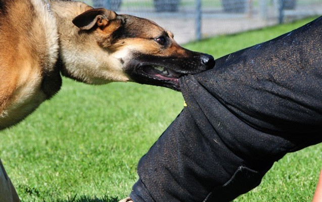 Bakıda DƏHŞƏT: İtlər sahibini parçalayıb öldürdü