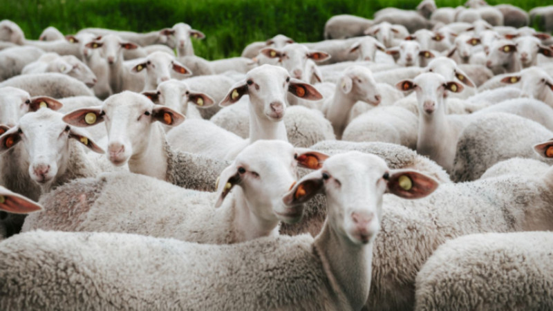 Bakı sakinin qoyunlarını oğurladılar 