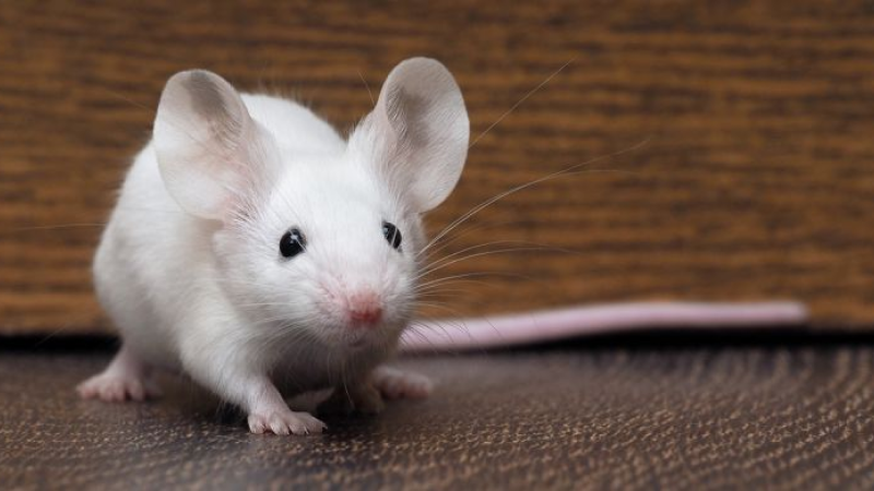 Bakıda qonşuları siçanla qorxudan şəxs cəzalandırıldı