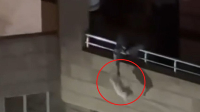 Bakıda pişiyə işgəncə verən şəxs cəzalandırıldı - VİDEO 