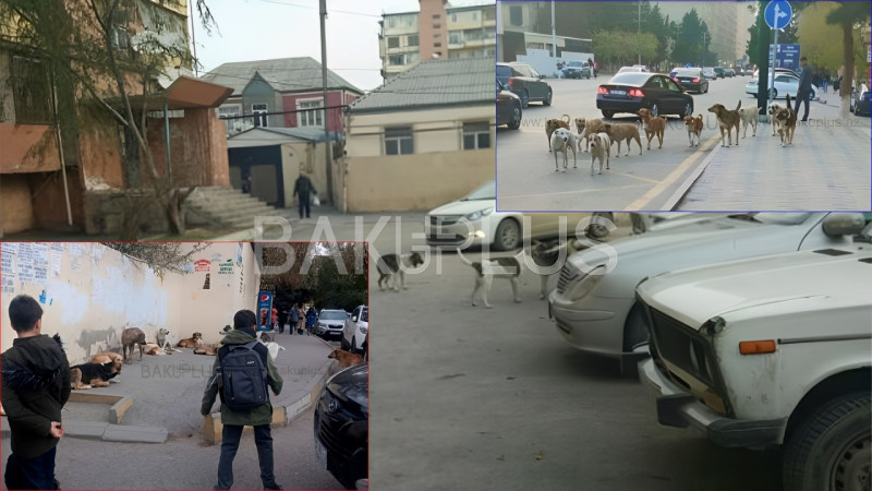 İtlər jurnalistə hücum çəkdi - FOTO/VİDEO + YENİLƏNİB İtlər jurnalistə hücum çəkdi - FOTO/VİDEO + YENİLƏNİB