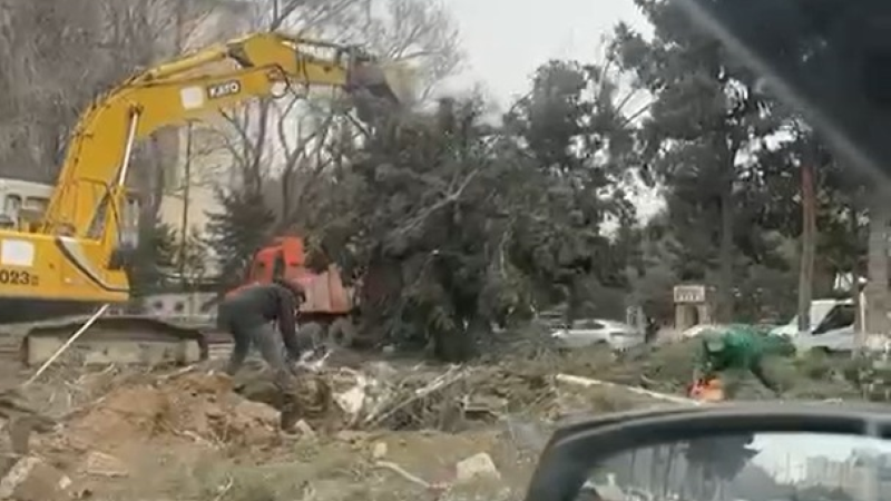 Keşlə bazarı ətrafındakı ağaclar niyə kəsilir?