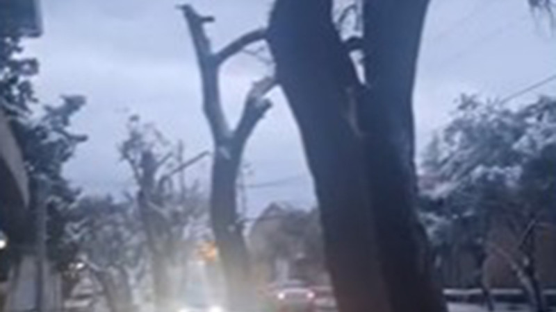 Maştağada ağaclar qırılır - Rəsmi açıqlama + VİDEO