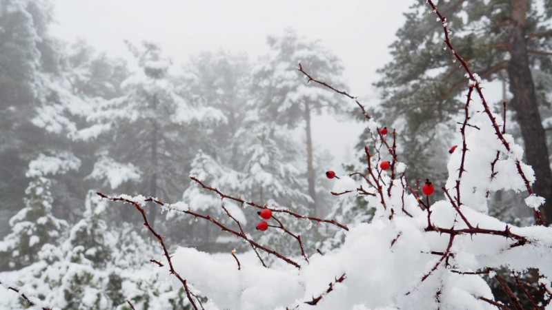 Bu gündən Azərbaycanda kiçik çillə başladı 