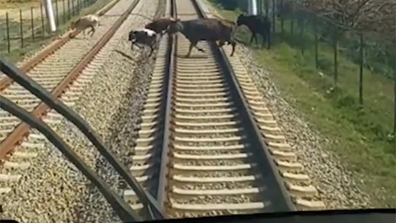 Sahibsiz heyvanlar qatarlara təhlükə yaradır - VİDEO