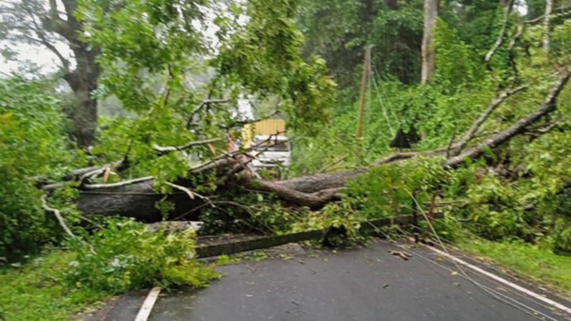 Güclü külək Bakıda ağacları aşırdı