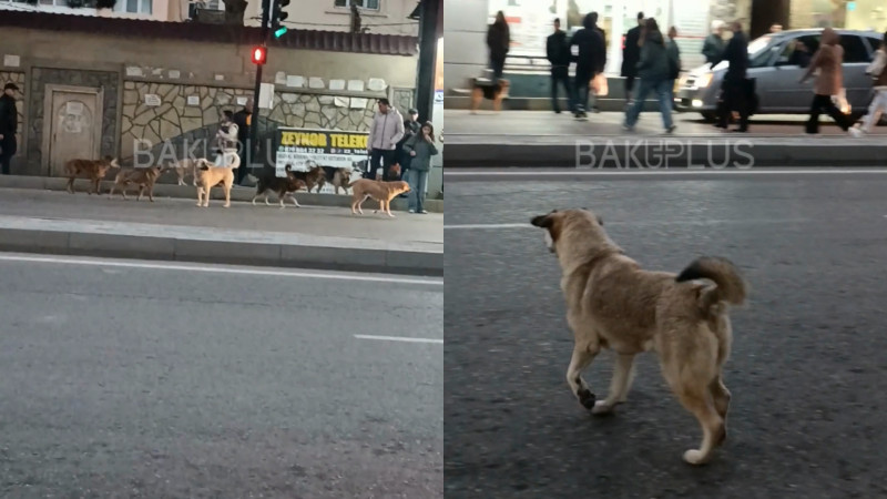 “Gərək faciə baş versin?..” – Sahibsiz itlərlə bağlı ŞİKAYƏT + VİDEO