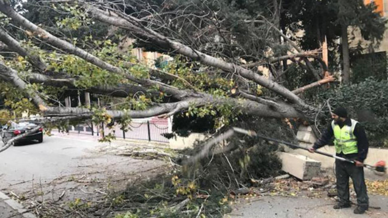 Güclü külək Bakıda 55 ağacı sındırıb - RƏSMİ
