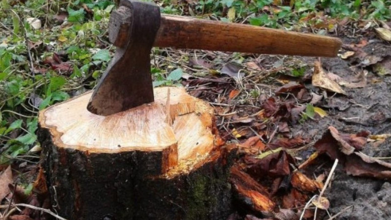 Qanunsuz ağackəsmə faktları ilə bağlı cinayət işi başlanıb