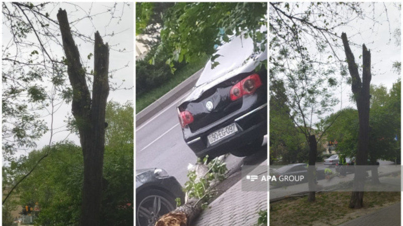 Bakıda güclü külək ağacı avtomobillərin üzərinə aşırdı