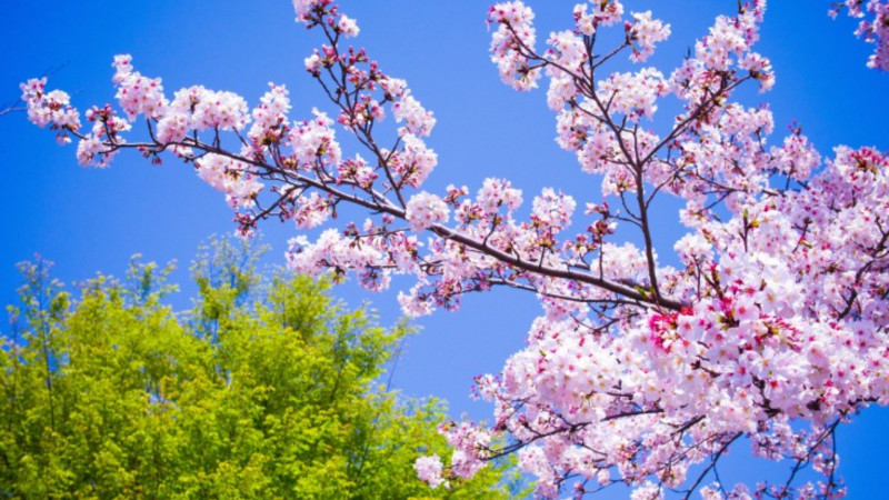 Mayın ilk günü Bakıda hava necə olacaq? 