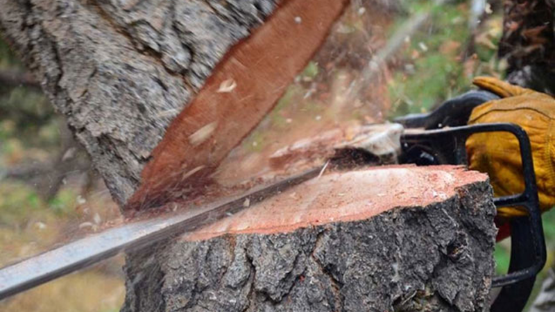 Ağacları kəsdi, iri məbləğdə cərimə olundu