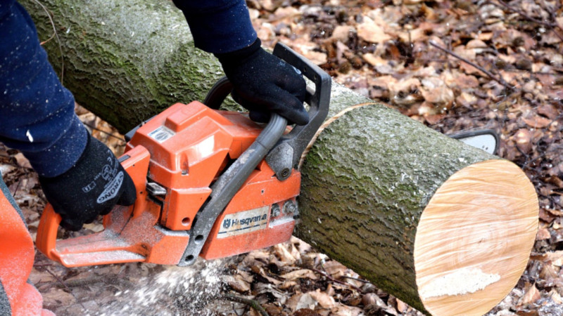 Bakıda qanunsuz ağac kəsimi aşkarlandı  Bakıda qanunsuz ağac kəsimi aşkarlandı