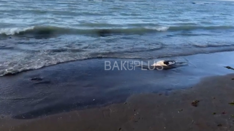 Bu dəfə Buzovna çimərliyində suiti cəsədləri aşkarlandı - VİDEO 